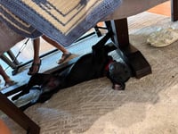 Binx - Photo 2