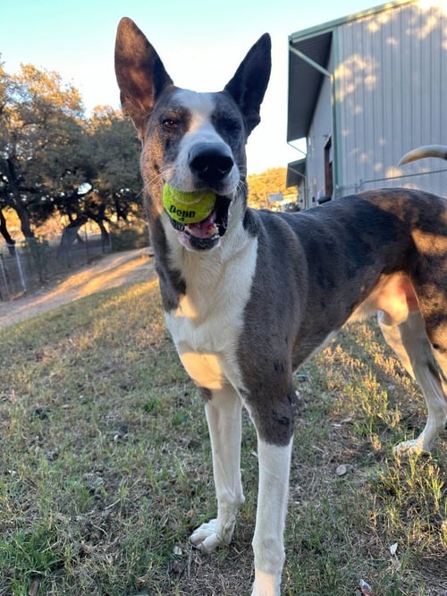 DEMETRO - Great Dane / Husky available for adoption