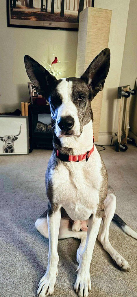 DEMETRO - Great Dane / Husky available for adoption