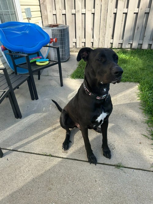 SULLY - Great Dane / German Shepherd Dog available for adoption