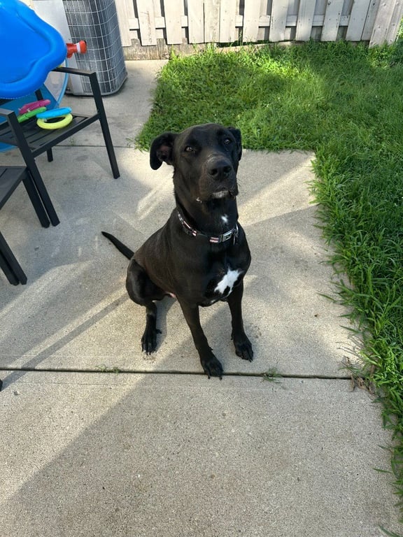 Sully Image