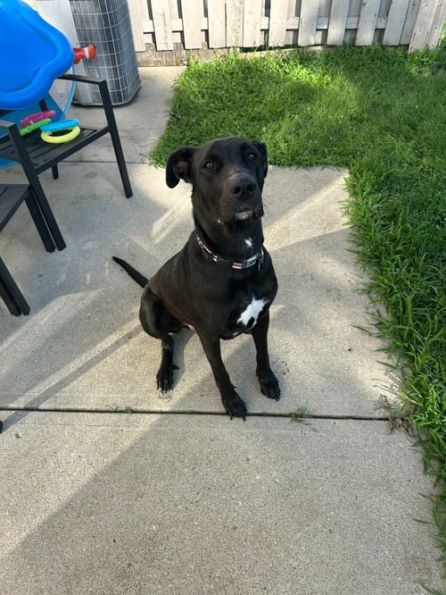 SULLY - Great Dane / German Shepherd Dog available for adoption
