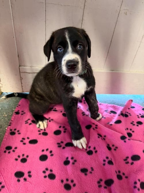 LILY (BLUE) - ROSE LITTER - Great Dane available for adoption