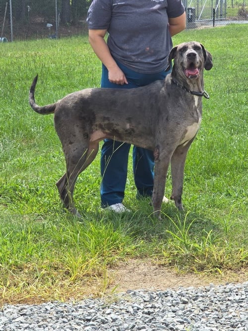 PEPPER - Great Dane available for adoption