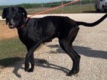 FREYJA - Great Dane available for adoption