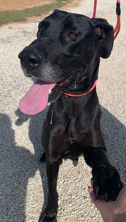 FREYJA - Great Dane available for adoption