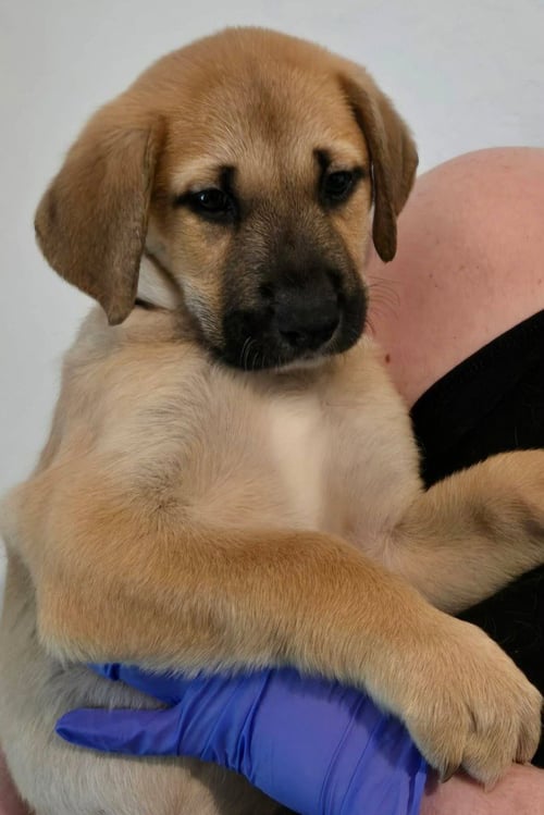 SIERRA'S PUP NEVADA (RED) - Great Dane / Labrador Retriever available for adoption