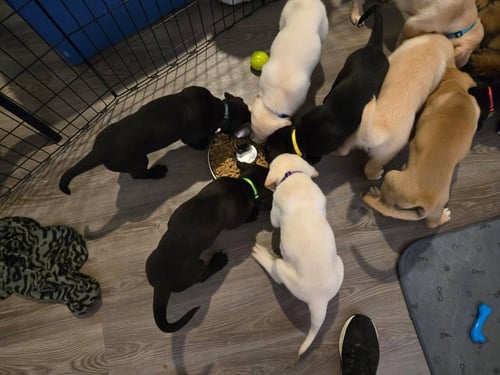 SIERRA'S PUP NEVADA (RED) - Great Dane / Labrador Retriever available for adoption