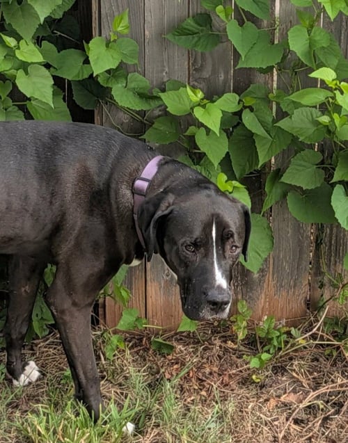 TURK - Great Dane / Labrador Retriever available for adoption