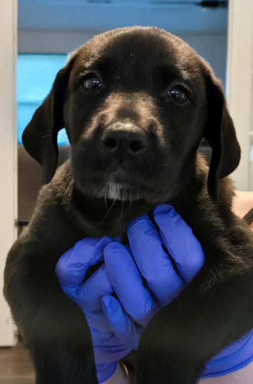 SIERRA'S PUP - LIGHT GREEN - Great Dane / Labrador Retriever available for adoption