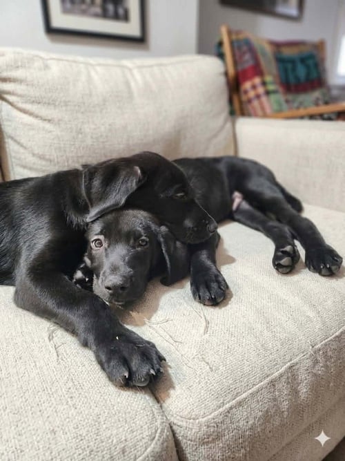 SIERRA'S PUP ARYA (PINK) - Great Dane / Labrador Retriever available for adoption