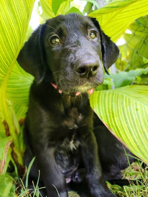 SIERRA'S PUP ARYA (PINK) - Great Dane / Labrador Retriever available for adoption