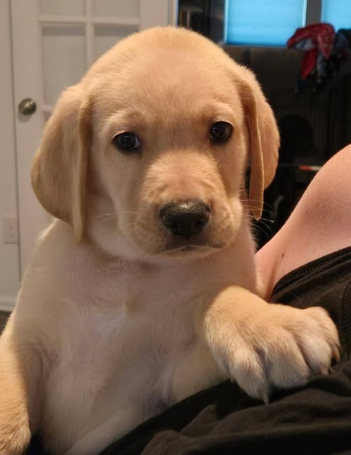 SIERRA'S PUP MAMMOTH - LIGHT BLUE - Great Dane / Labrador Retriever available for adoption