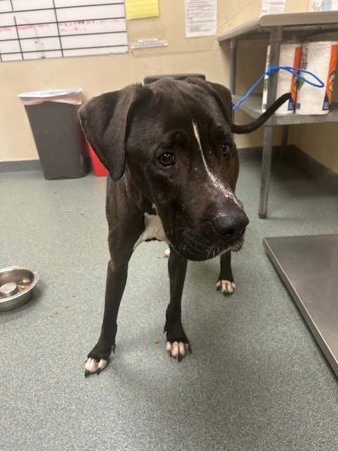 TURK - Great Dane / Labrador Retriever available for adoption
