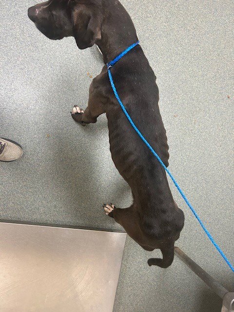 TURK - Great Dane / Labrador Retriever available for adoption