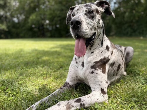 BONNIE - Great Dane available for adoption