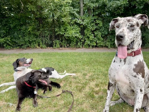 BONNIE - Great Dane available for adoption