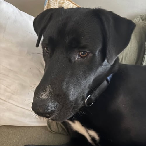NICO - Great Dane / Siberian Husky available for adoption
