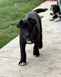 Nico - Photo 4