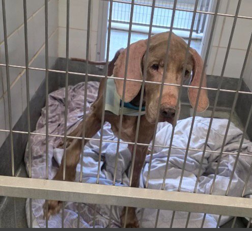 DOBBY FKA (TOBY) - Great Dane / Labrador Retriever available for adoption