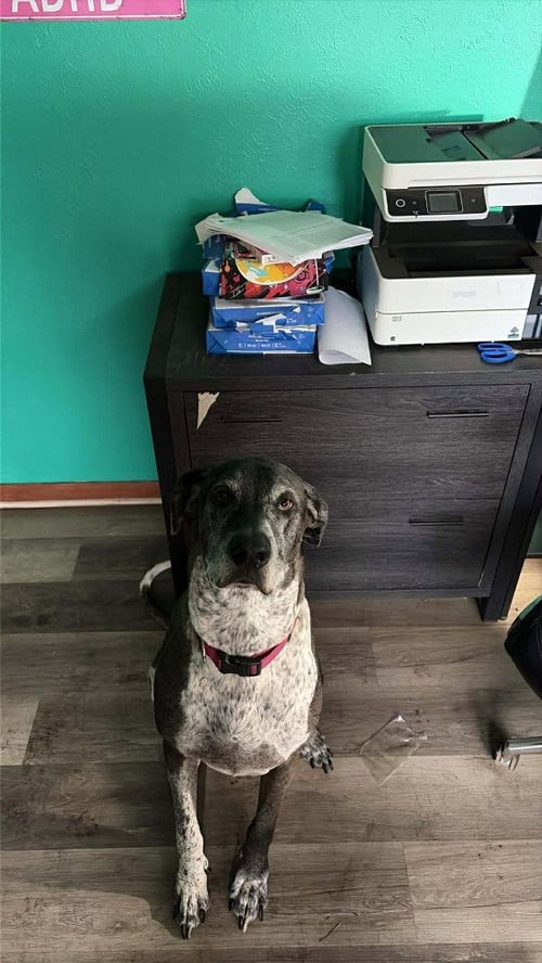 DALLAS - Great Dane / German Shorthaired Pointer available for adoption