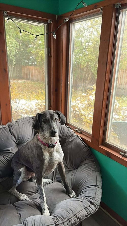 DALLAS - Great Dane / German Shorthaired Pointer available for adoption