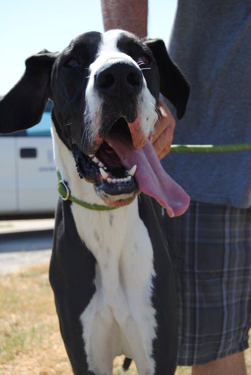 ZENO - Great Dane available for adoption
