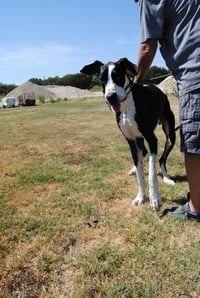 Zeno - Photo 2