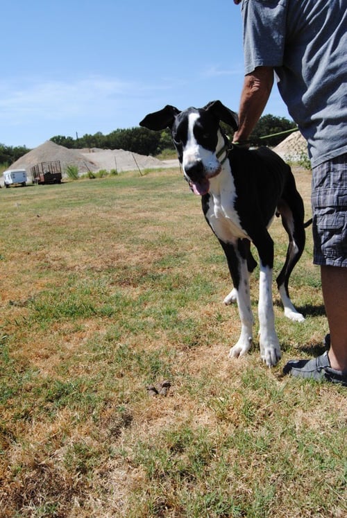 ZENO - Great Dane available for adoption