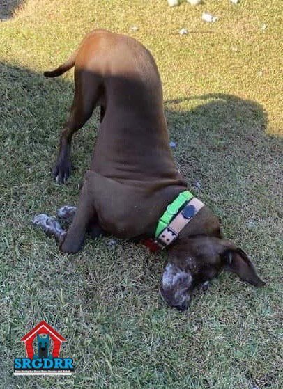 HATCH - Great Dane available for adoption