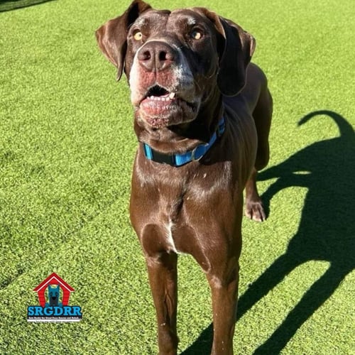 HATCH - Great Dane available for adoption