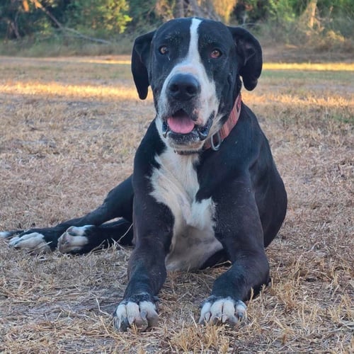 BEN - Great Dane available for adoption