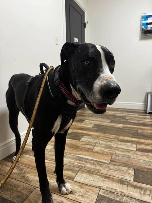 BEN - Great Dane available for adoption