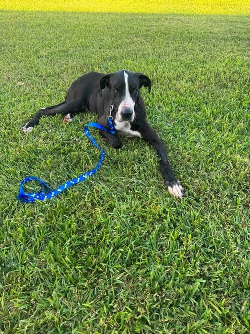 BEN - Great Dane available for adoption