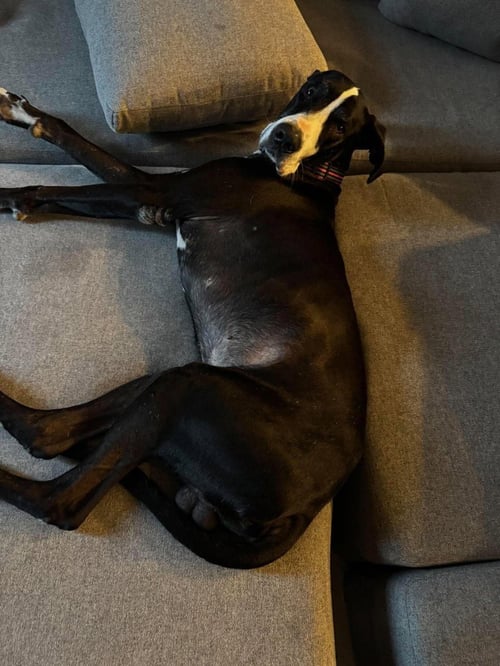 BEN - Great Dane available for adoption