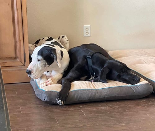 STAN - Great Dane available for adoption