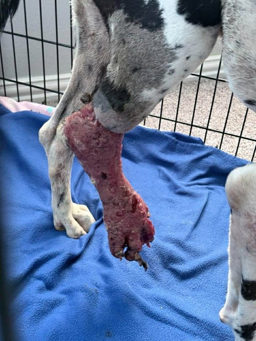 MARSHALL - Great Dane available for adoption