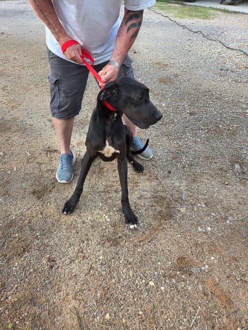 ROCKY - Great Dane available for adoption