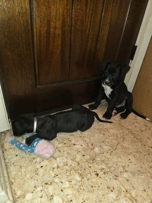 MARSHMALLOW - Great Dane available for adoption