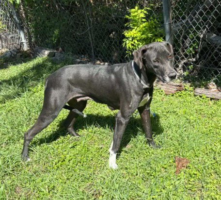 WILLA - Great Dane / Hound available for adoption