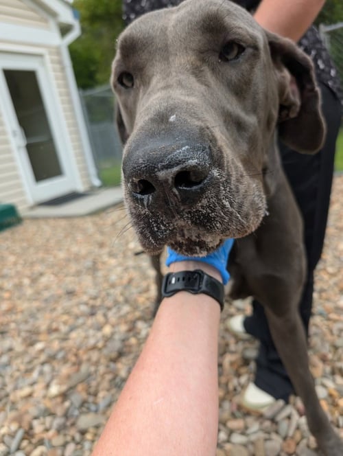CHARLIE - Great Dane available for adoption