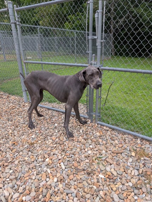 CHARLIE - Great Dane available for adoption
