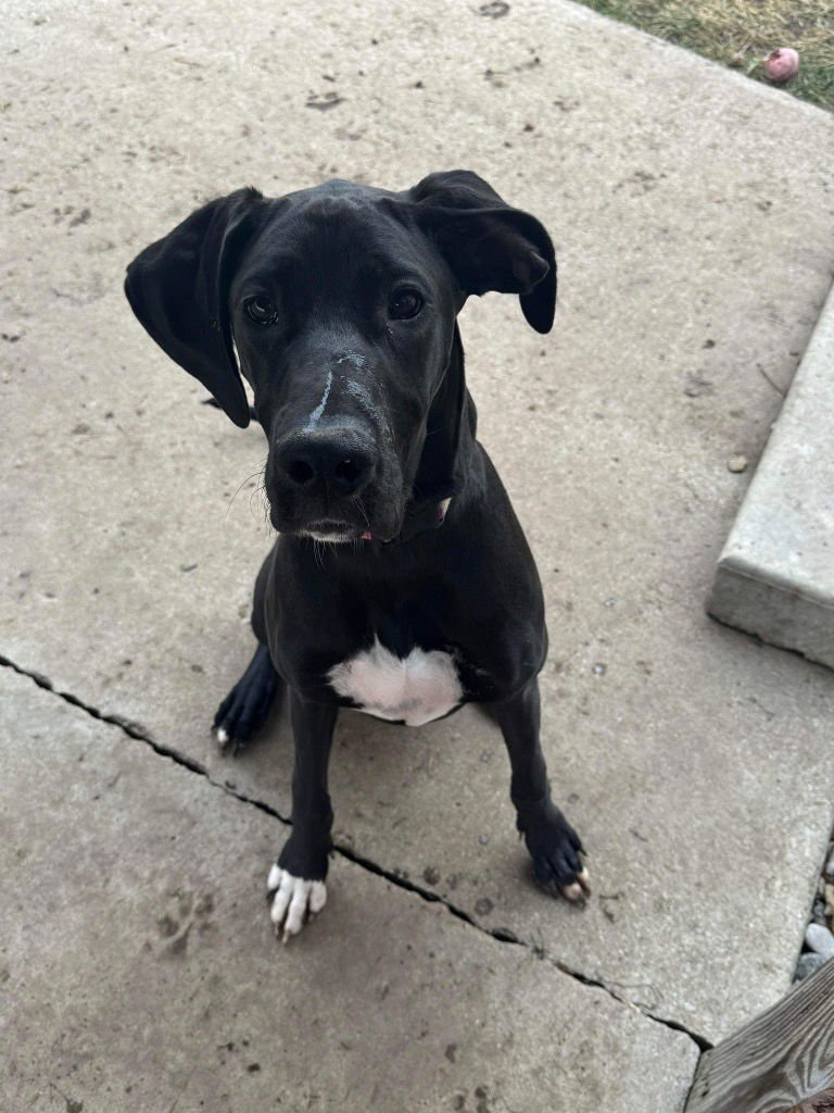 WINNIE - Great Dane available for adoption