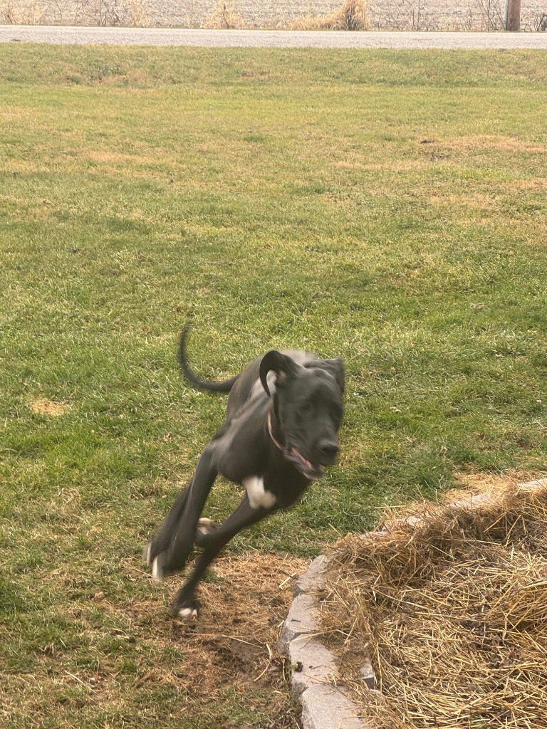 WINNIE - Great Dane available for adoption