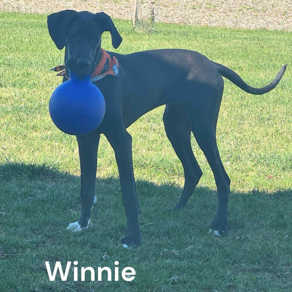 Winnie - Photo 4