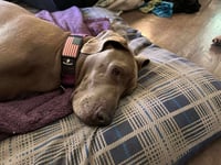 Leia - Photo 4