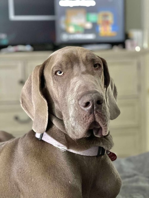 LEIA - Great Dane available for adoption