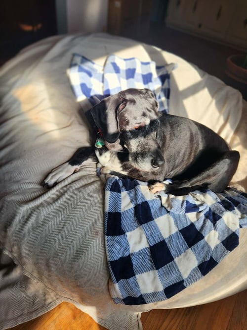 CADEN - Great Dane available for adoption