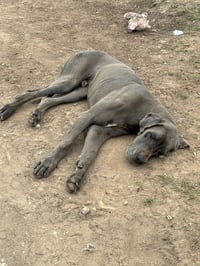 Zeus - Photo 1