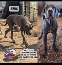 Zeus - Photo 2